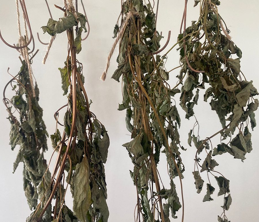 Drying lemon balm herbs for tea and tinctures