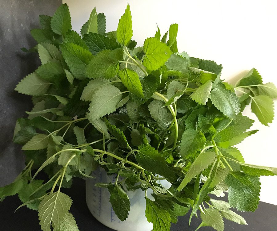 freshly picked lemon balm in a container