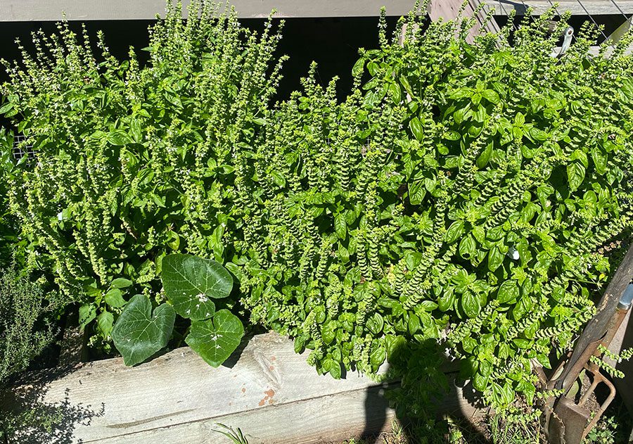 Basil plants going great