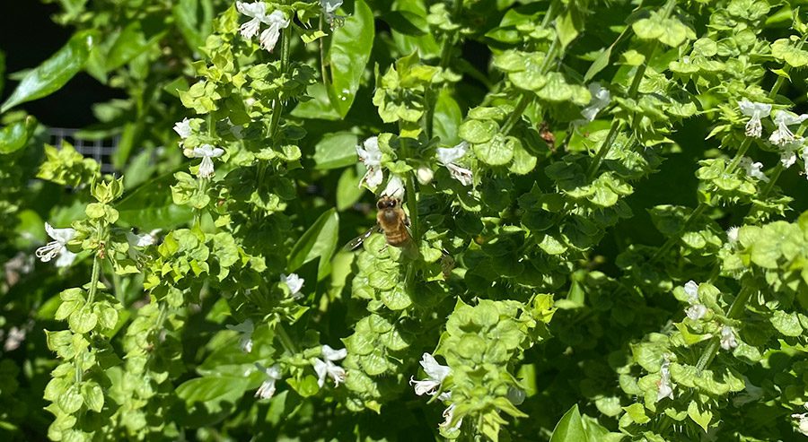 bees in the basil flower