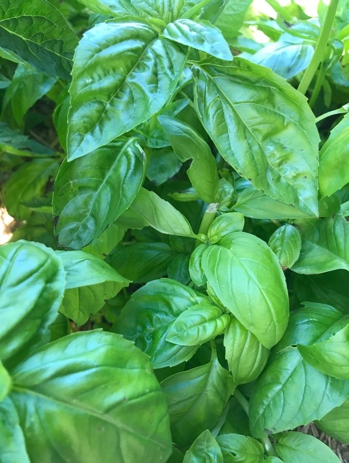 easy basil pesto