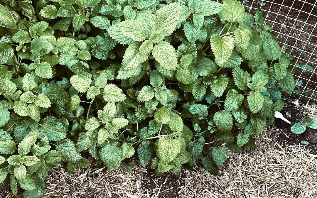 How to Sleep Better with Lemon Balm