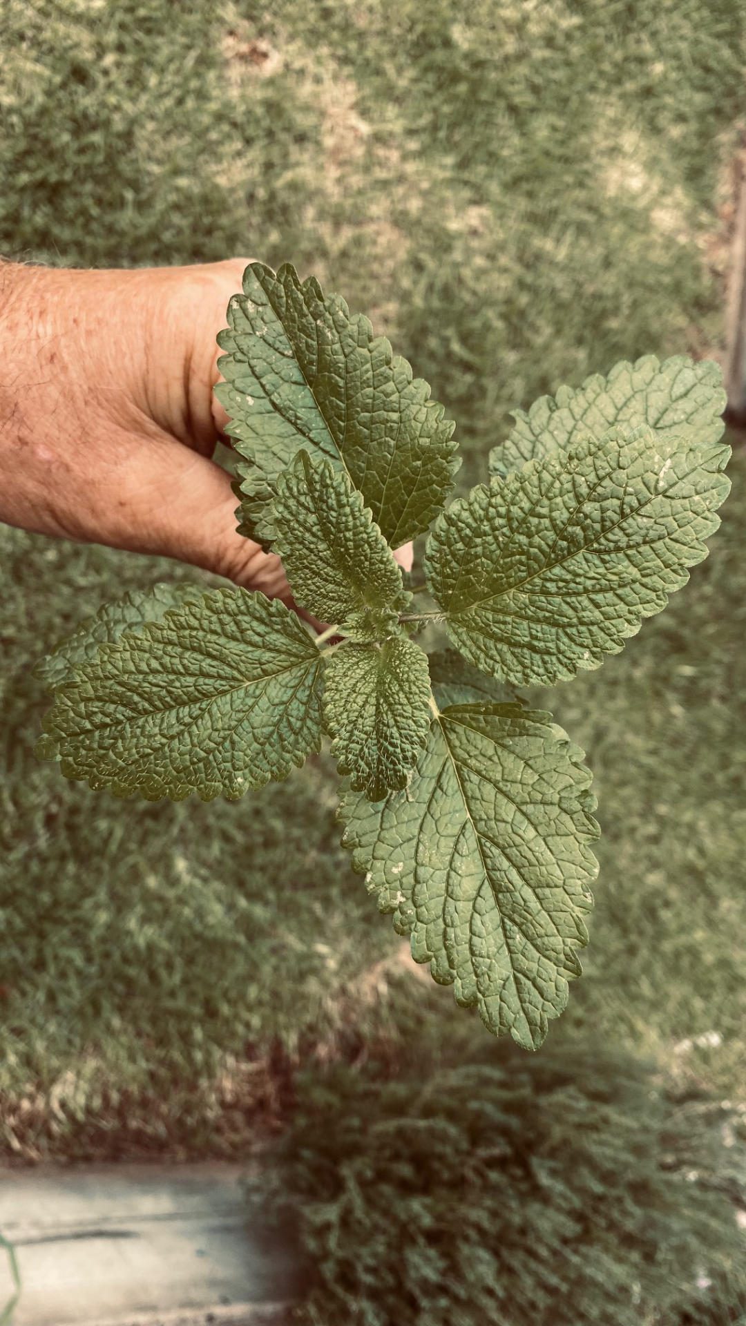 lemon balm leaves
