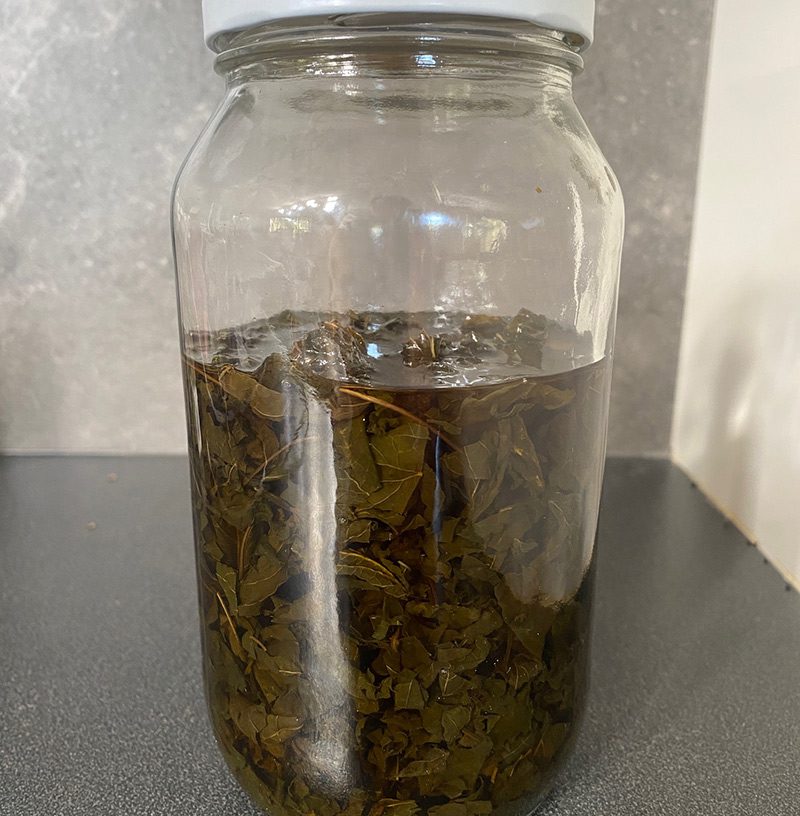 lemon balm tincture brewing