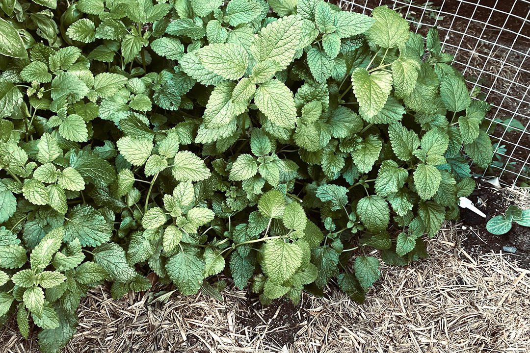 lemon balm plant